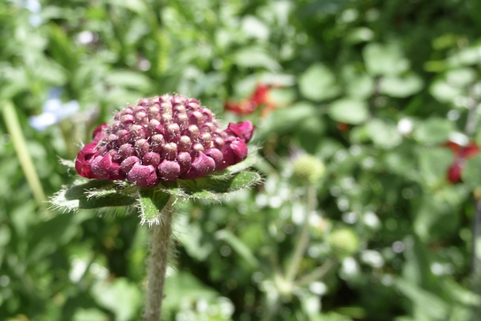 Bloemenknop - Planten - 