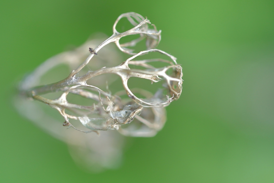 bloemskelet - Planten - 