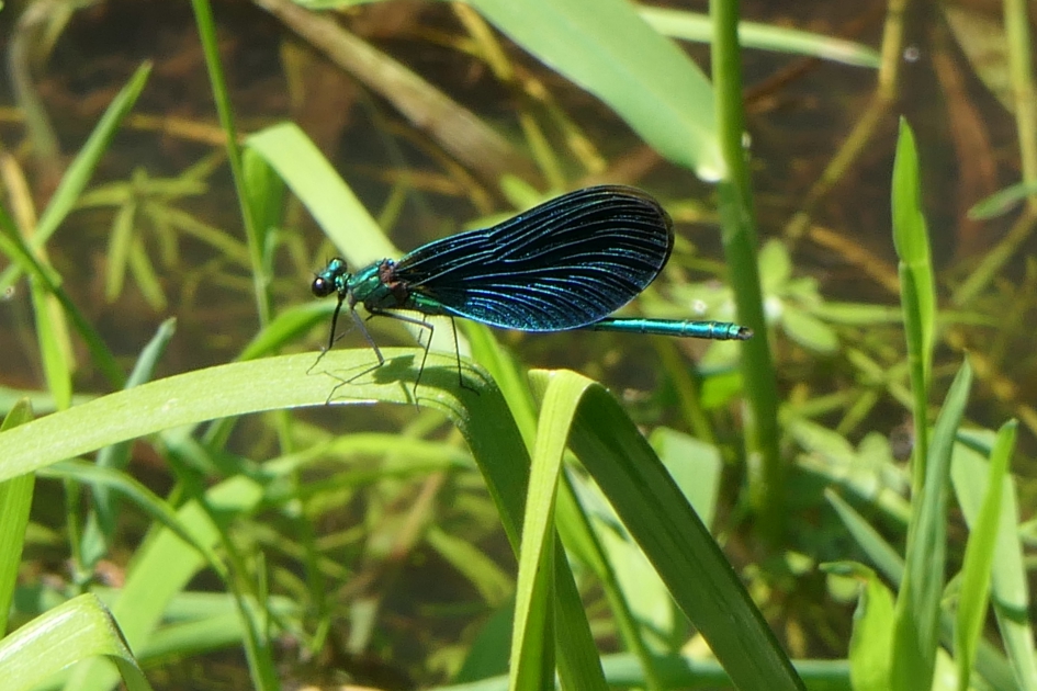 Bosbeekjuffer (man) - Geleedpotigen - Bosbeekjuffer
