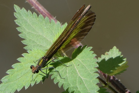 Bosbeekjuffer. (Vrouw)