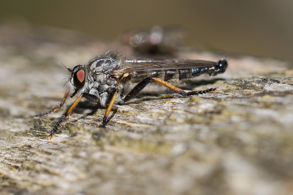 bosrandroofvlieg -m- - Geleedpotigen - bosrandroofvlieg