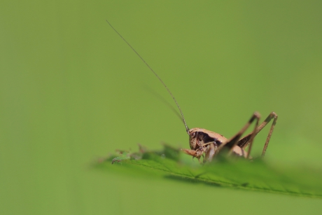 bramensprinkhaan -nimf-