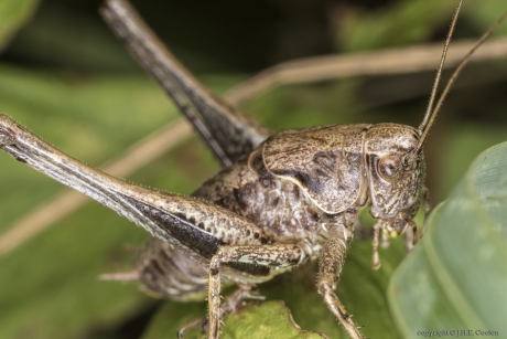 Bramensprinkhaan ( Pholidoptera griseoaptera)