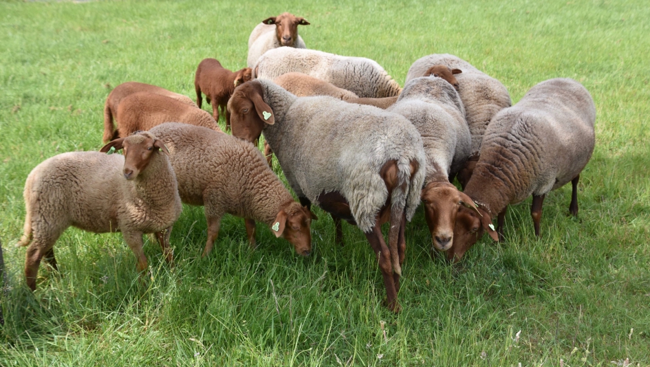 Bruin/beige schapen - Zoogdieren - 