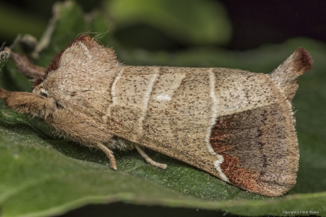 Bruine wapendrager (Clostera curtula)