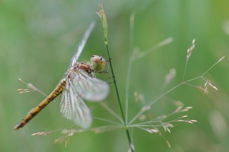 bruinrode heidelibel -v-