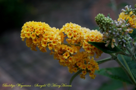 buddleja weyeriana - Sungold