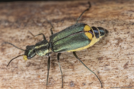 Clanoptilus elegans (Malachius)