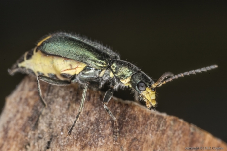 Clanoptilus elegans (Malachius)