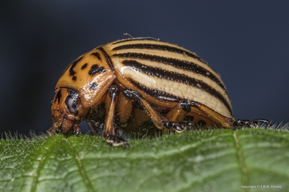 Coloradokever (Leptinotarsa decemlineata) - Geleedpotigen - Coloradokever