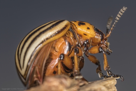 Coloradokever (Leptinotarsa decemlineata)