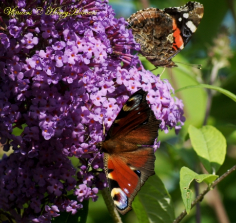 Dagpauwoog en Atalanta op Vlinderstruik