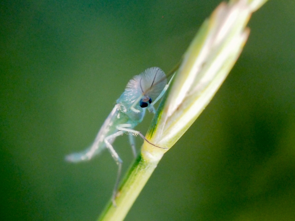 Dansmug beter in beeld - Geleedpotigen - Dansmug