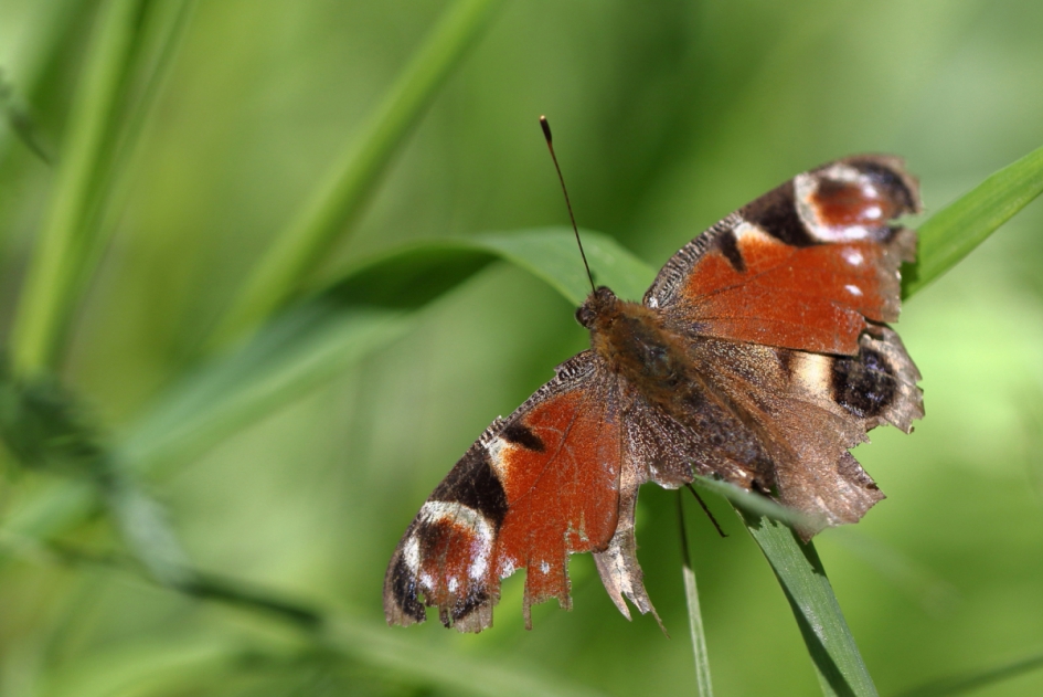 dappere dagpauwoog - Geleedpotigen - dagpauwoog