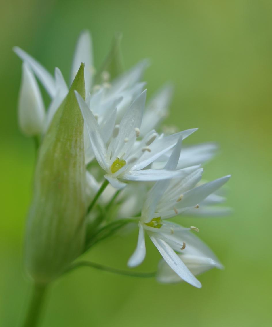 daslook - Planten - daslook
