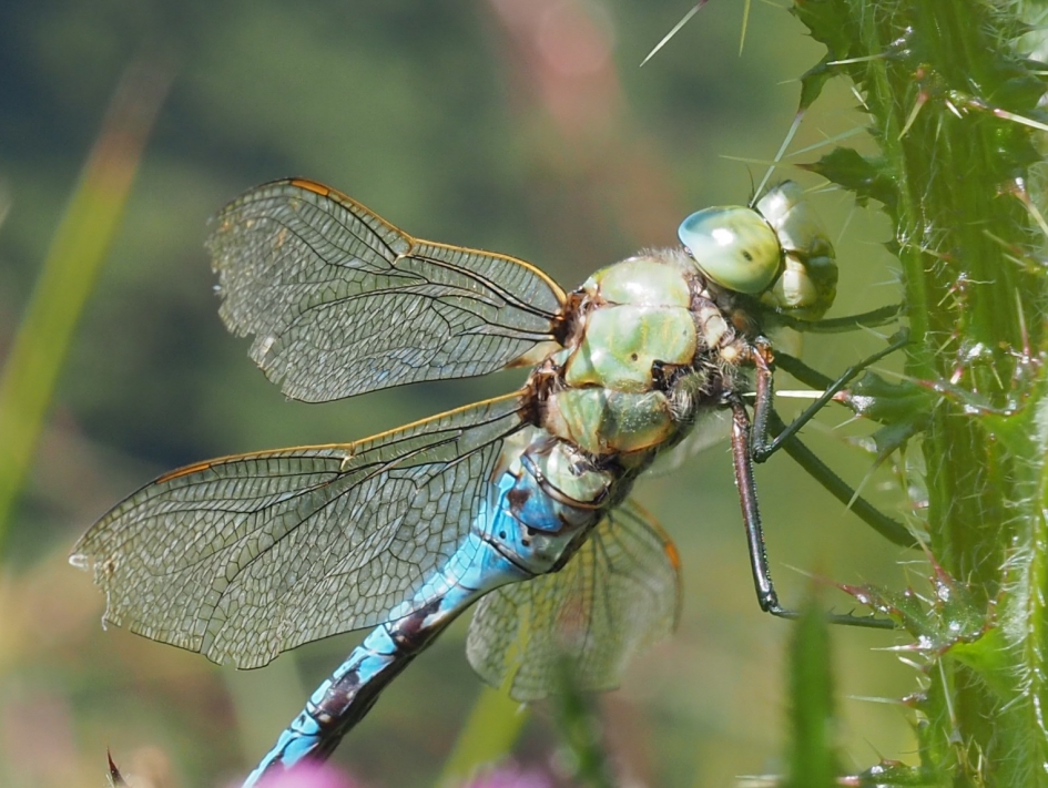 De keizer - Geleedpotigen - Grote keizerlibel