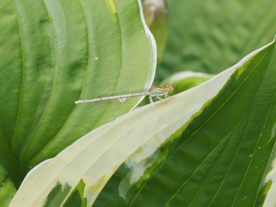 Decor - Geleedpotigen - Blauwe breedscheenjuffer