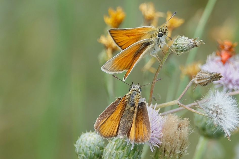 Dikkopjes - Geleedpotigen - Dikkopje