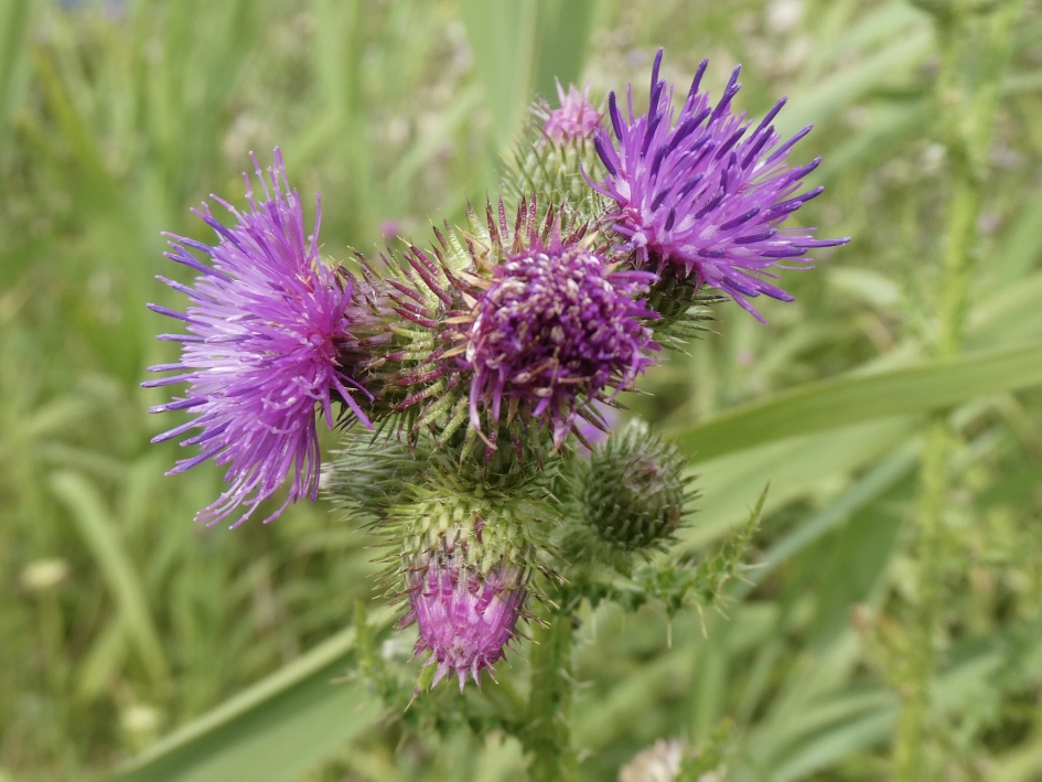 Distel - Planten - 