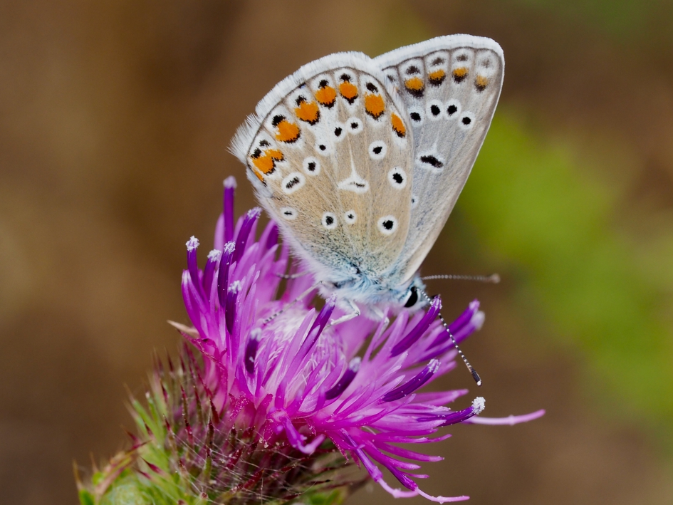 Disteltijd - Geleedpotigen - Icarusblauwtje