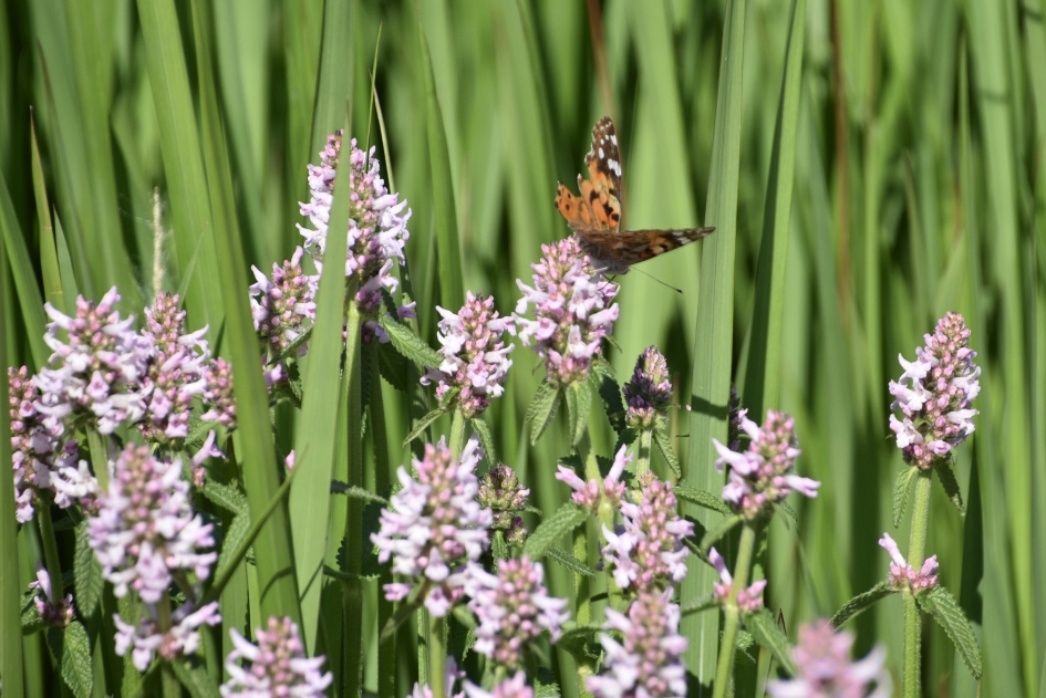 Distelvlinder - Geleedpotigen - 