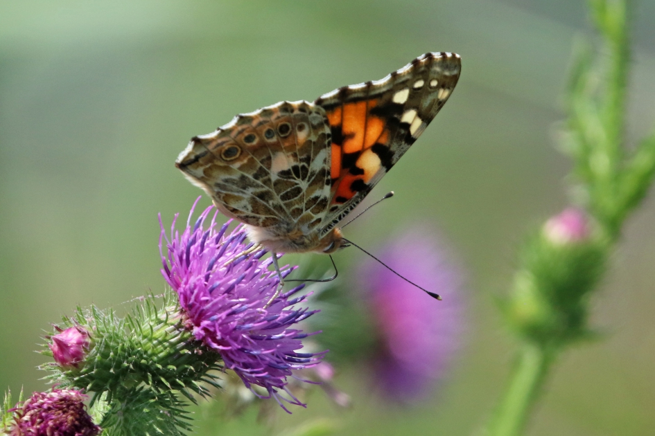 Distelvlinder - Geleedpotigen - 