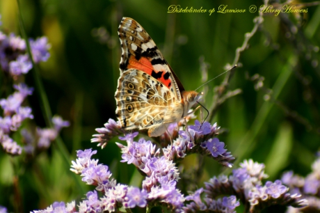 Distelvlinder op bloeiend Lamsoor