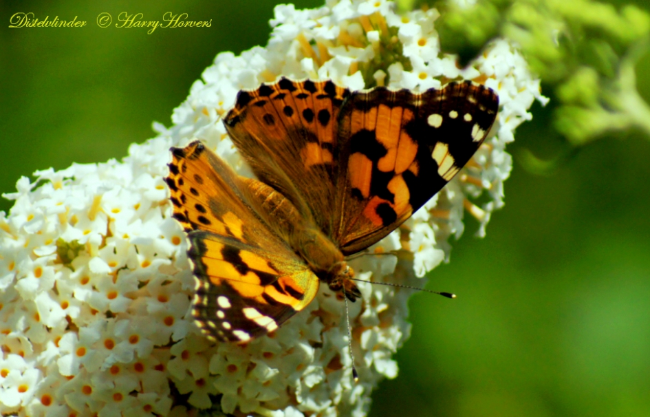 Distelvlinder op Buddleja - Geleedpotigen - Distelvlinder op Buddleja