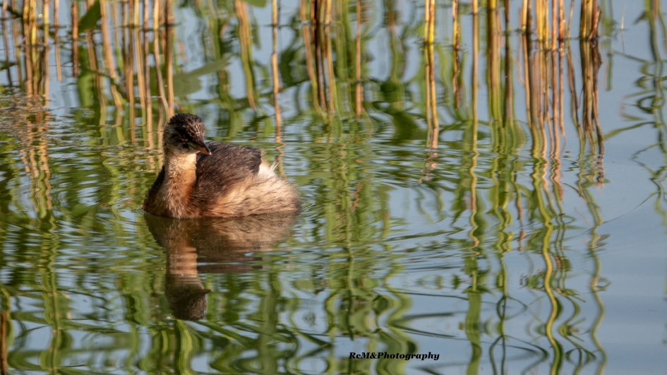 Dodaars. - Vogels - Dodaars.