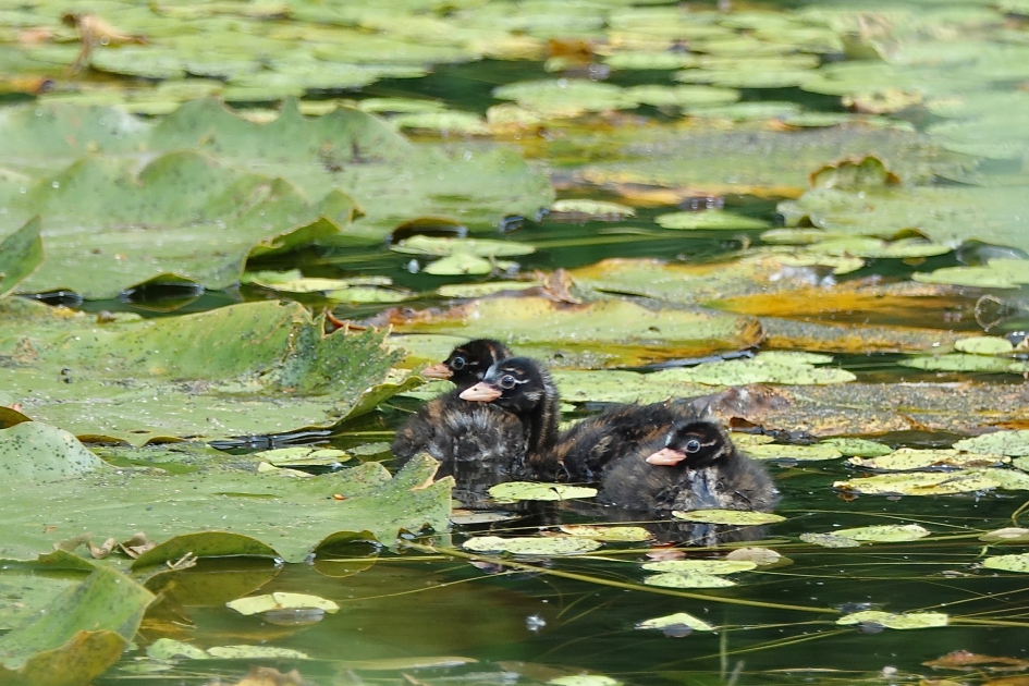 Dodaars donsjes - Vogels - Dodaars