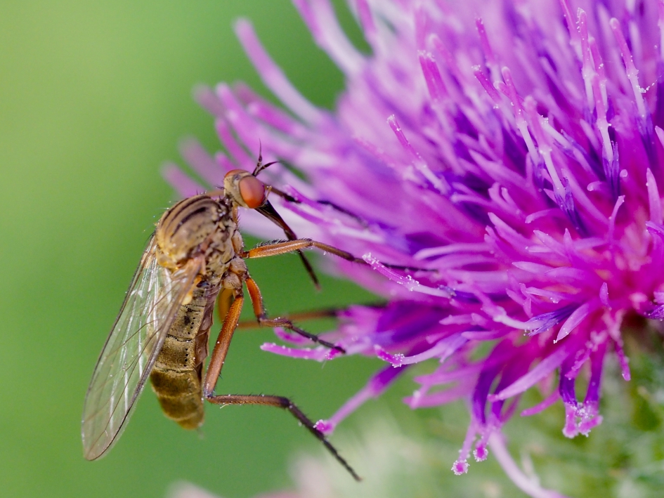 Doet zijn naam eer aan - Geleedpotigen - Akkerdisteldansvlieg