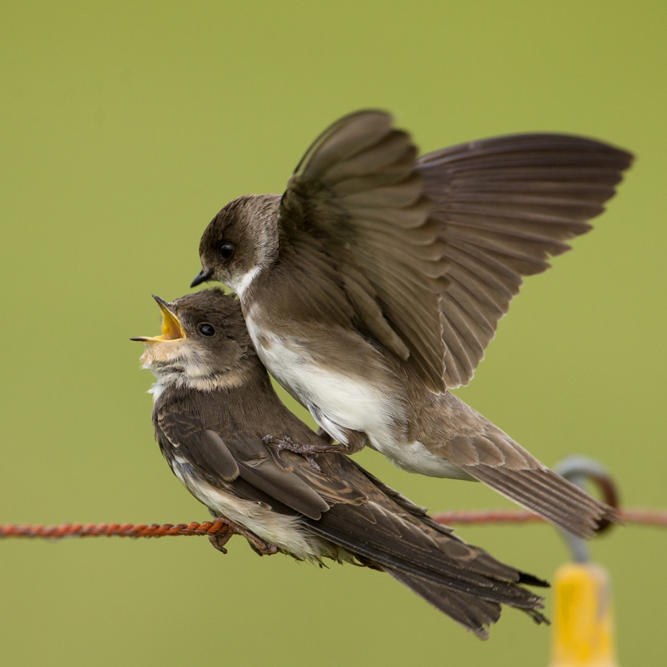 Dollende Sweltsjes ... - Vogels - Oeverzwaluw