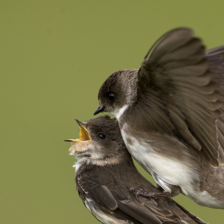 Dollende Sweltsjes ... II