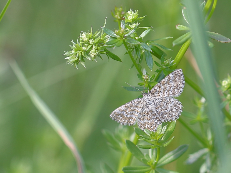 Donkere prachtstipspanner: nachtvlinder - Geleedpotigen - donkere prachtstipspanner; nachtvlinder