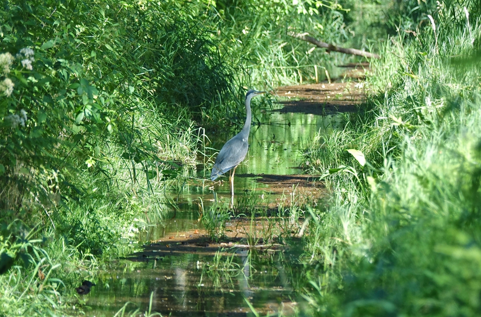 Droogte - Weer en landschap - 