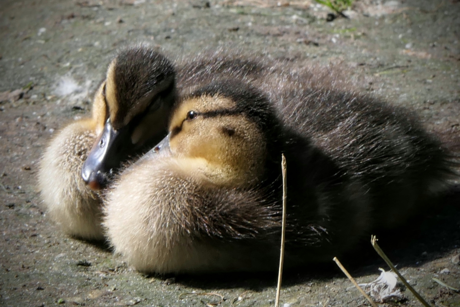 Echte liefde is.... - Vogels - Wilde eend