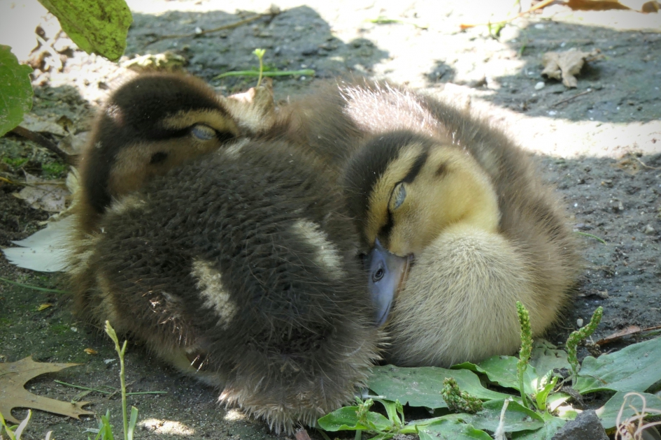 Echte liefde is.... - Vogels - Wilde eend