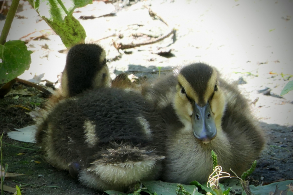 Echte liefde is.... - Vogels - Wilde eend
