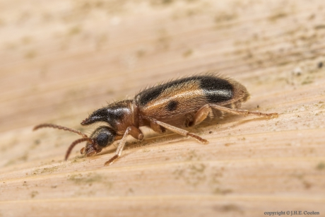 Eenhoornige Snoerhalskever (Notoxus monoceros)