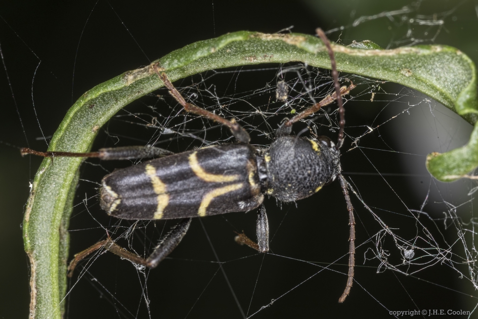 Eikenwespenboktor (Xylotrechus antilope) - Geleedpotigen - Eikenwespenboktor