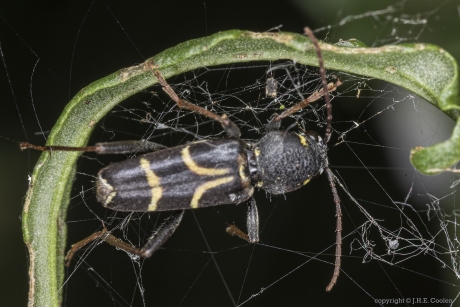 Eikenwespenboktor (Xylotrechus antilope)