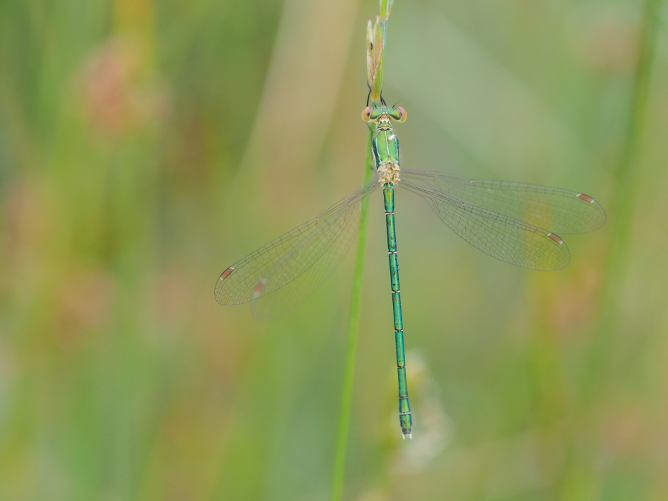 Elegantie - Geleedpotigen - Tengere pantserjuffer