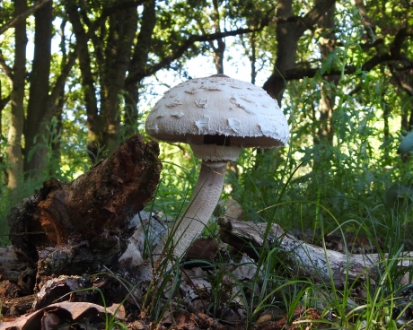 En dan plots..... een grote zwam