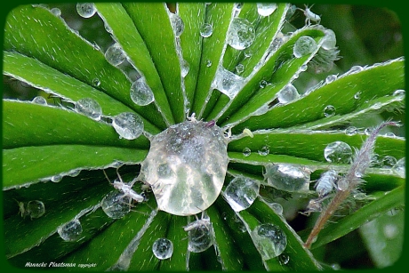 En dit is het resultaat, een lupine vol met honingdauw.