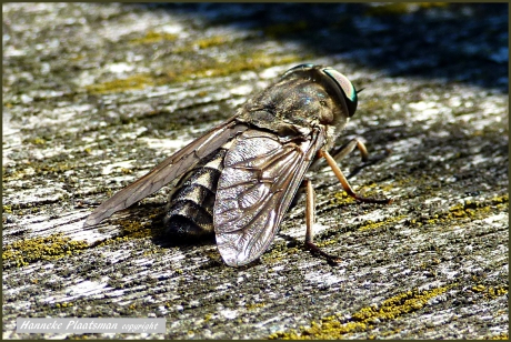 Er streek een hele grote vlieg neer op de picknicktafel
