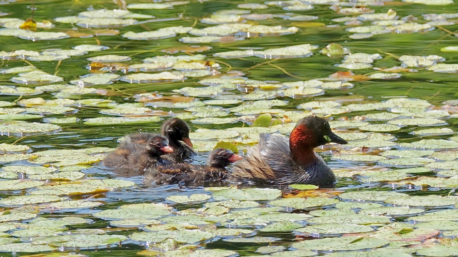 Familie Dodaars - Vogels - Dodaars