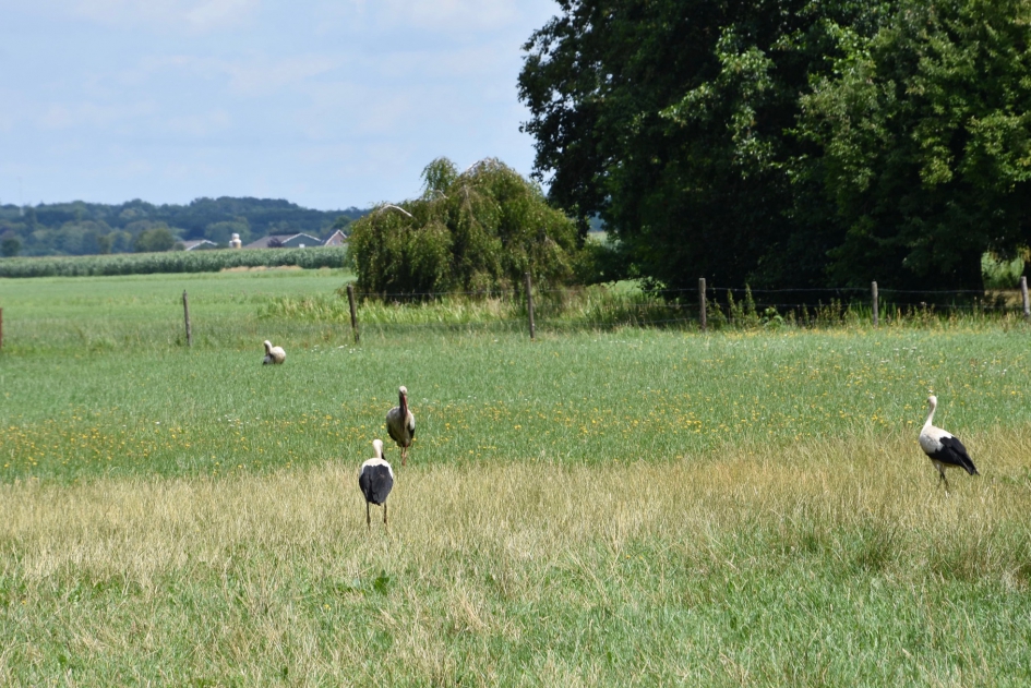 Familie ooievaar - Vogels - 