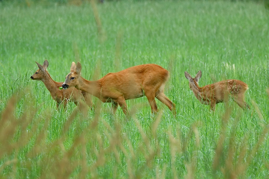 Familie Ree - Zoogdieren - Ree