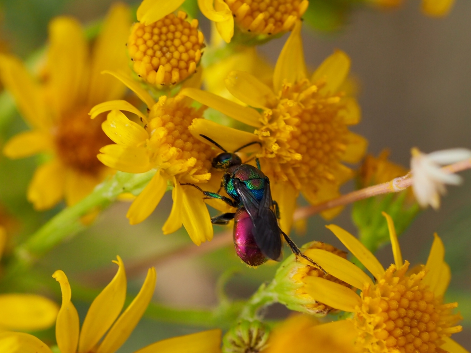 Geen lieverdje - Geleedpotigen - Goudwesp