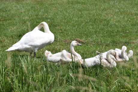 Zo moeder, zo dochters